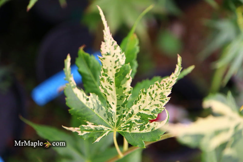 - Acer palmatum 'Mai zuru' Pink Variegated Japanese Maple - Mr Maple │ Buy Japanese Maple Trees