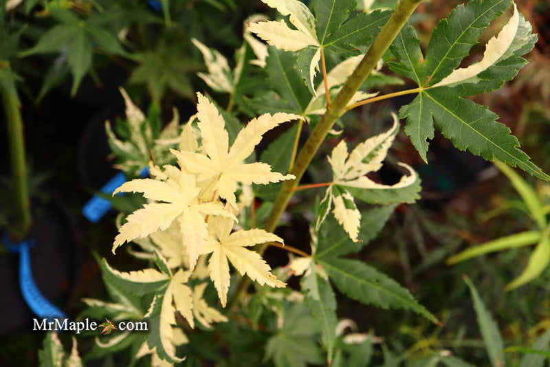 - Acer palmatum 'Mai zuru' Pink Variegated Japanese Maple - Mr Maple │ Buy Japanese Maple Trees