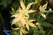 - Acer palmatum 'Mai zuru' Pink Variegated Japanese Maple - Mr Maple │ Buy Japanese Maple Trees