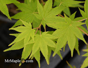 - Acer palmatum 'Maiko' Dwarf Japanese Maple - Mr Maple │ Buy Japanese Maple Trees