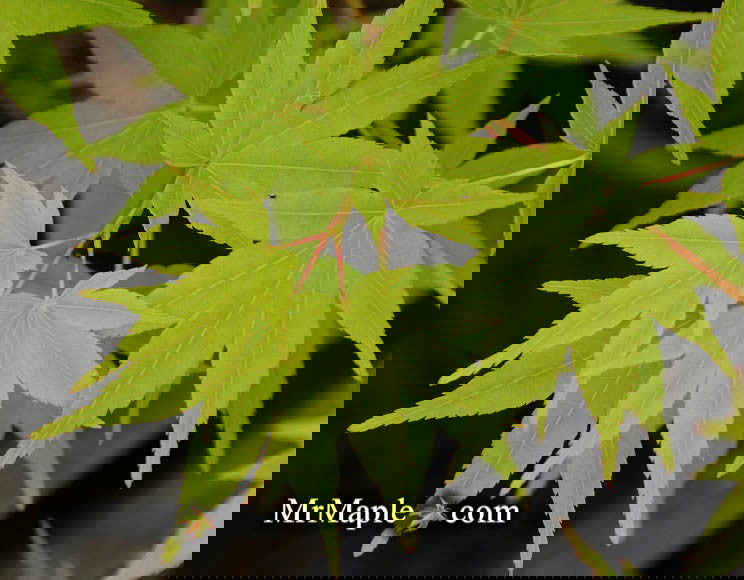 - Acer palmatum 'Maiko' Dwarf Japanese Maple - Mr Maple │ Buy Japanese Maple Trees