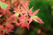 - Acer palmatum 'Mama Fu' Pink Japanese Maple - Mr Maple │ Buy Japanese Maple Trees