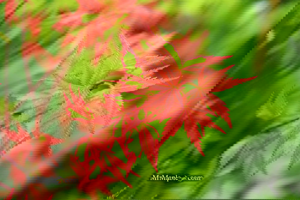 Buy Acer palmatum 'Mama Fu' Pink Japanese Maple — Mr Maple │ Buy