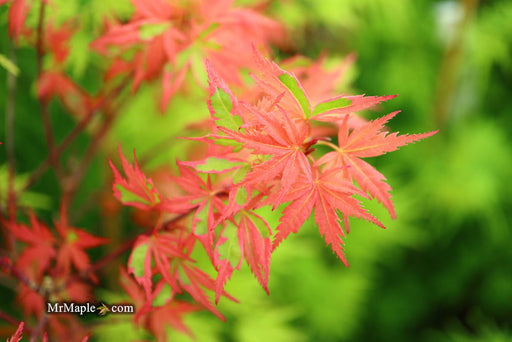 - Acer palmatum 'Mama Fu' Pink Japanese Maple - Mr Maple │ Buy Japanese Maple Trees