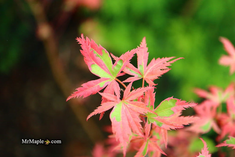 - Acer palmatum 'Mama Fu' Pink Japanese Maple - Mr Maple │ Buy Japanese Maple Trees
