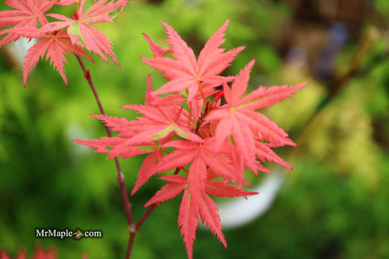 - Acer palmatum 'Mama Fu' Pink Japanese Maple - Mr Maple │ Buy Japanese Maple Trees