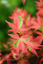 - Acer palmatum 'Mama Fu' Pink Japanese Maple - Mr Maple │ Buy Japanese Maple Trees