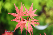 - Acer palmatum 'Mama Fu' Pink Japanese Maple - Mr Maple │ Buy Japanese Maple Trees