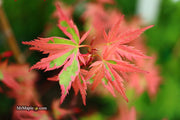 - Acer palmatum 'Mama Fu' Pink Japanese Maple - Mr Maple │ Buy Japanese Maple Trees