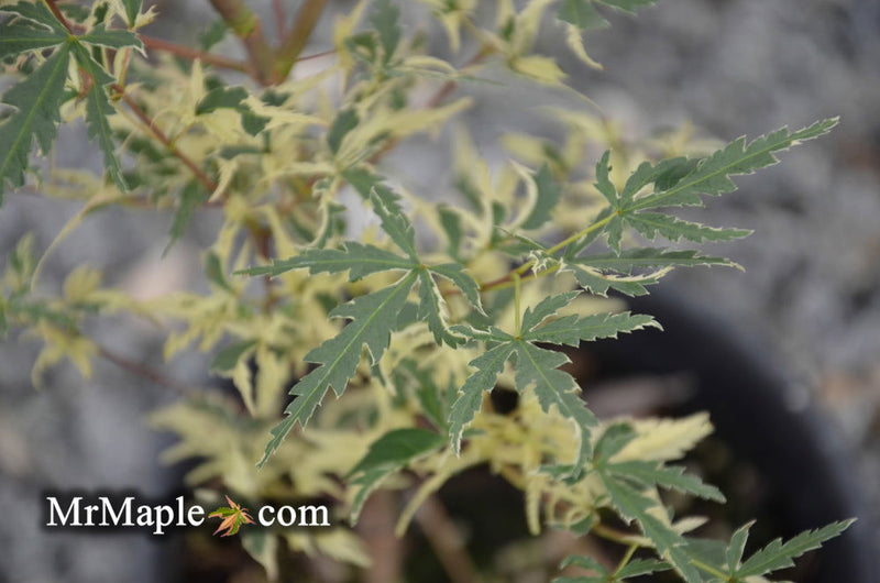 - Acer palmatum 'Mama Fu' Pink Japanese Maple - Mr Maple │ Buy Japanese Maple Trees