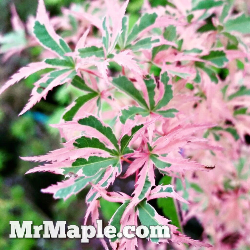 - Acer palmatum 'Mama Fu' Pink Japanese Maple - Mr Maple │ Buy Japanese Maple Trees