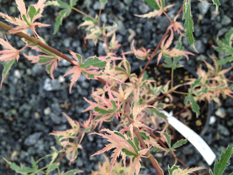 - Acer palmatum 'Mama Fu' Pink Japanese Maple - Mr Maple │ Buy Japanese Maple Trees