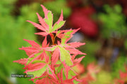 - Acer palmatum 'Mama Fu' Pink Japanese Maple - Mr Maple │ Buy Japanese Maple Trees