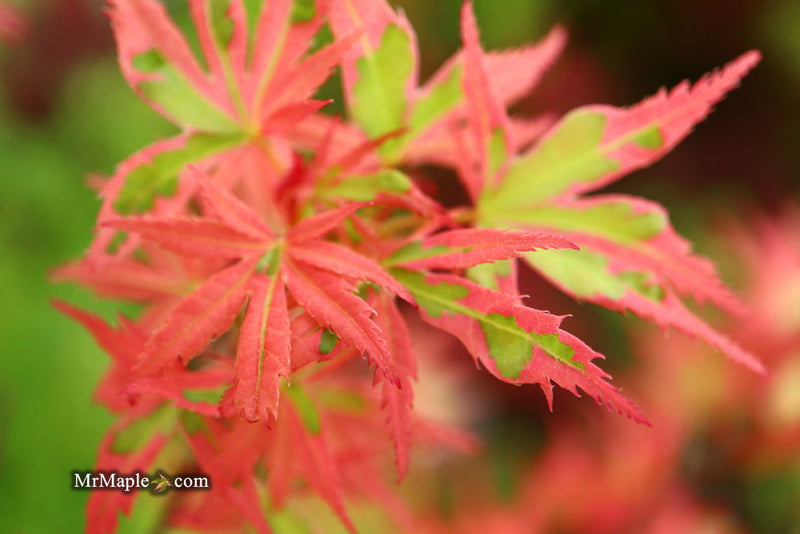- Acer palmatum 'Mama Fu' Pink Japanese Maple - Mr Maple │ Buy Japanese Maple Trees