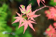 - Acer palmatum 'Mama Fu' Pink Japanese Maple - Mr Maple │ Buy Japanese Maple Trees