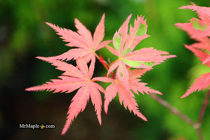 - Acer palmatum 'Mama Fu' Pink Japanese Maple - Mr Maple │ Buy Japanese Maple Trees