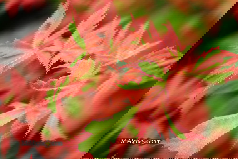 Buy Acer palmatum 'Mama Fu' Pink Japanese Maple — Mr Maple