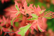 - Acer palmatum 'Mama Fu' Pink Japanese Maple - Mr Maple │ Buy Japanese Maple Trees