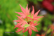 - Acer palmatum 'Mama Fu' Pink Japanese Maple - Mr Maple │ Buy Japanese Maple Trees