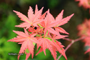 - Acer palmatum 'Mama Fu' Pink Japanese Maple - Mr Maple │ Buy Japanese Maple Trees
