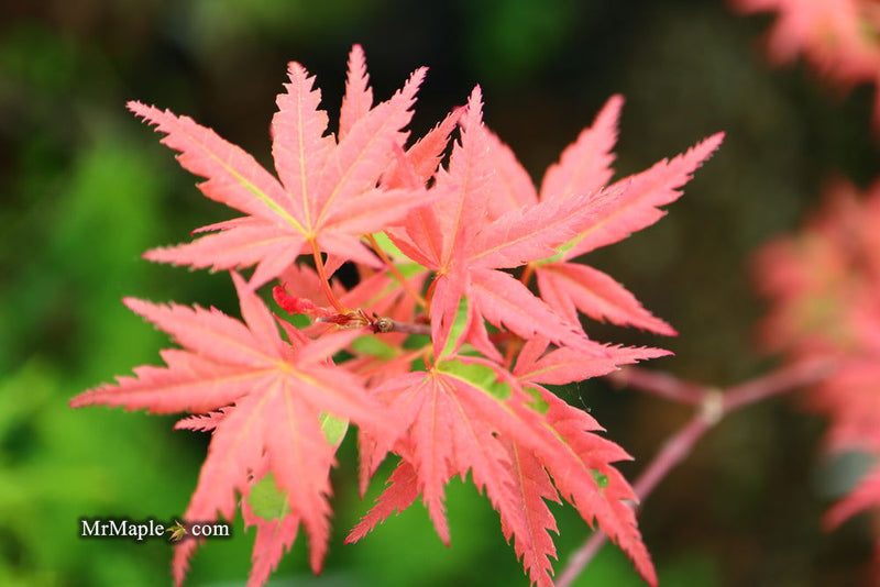 - Acer palmatum 'Mama Fu' Pink Japanese Maple - Mr Maple │ Buy Japanese Maple Trees