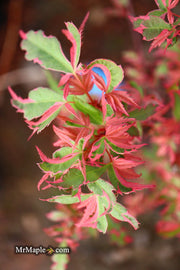 - Acer palmatum 'Mama Fu' Pink Japanese Maple - Mr Maple │ Buy Japanese Maple Trees