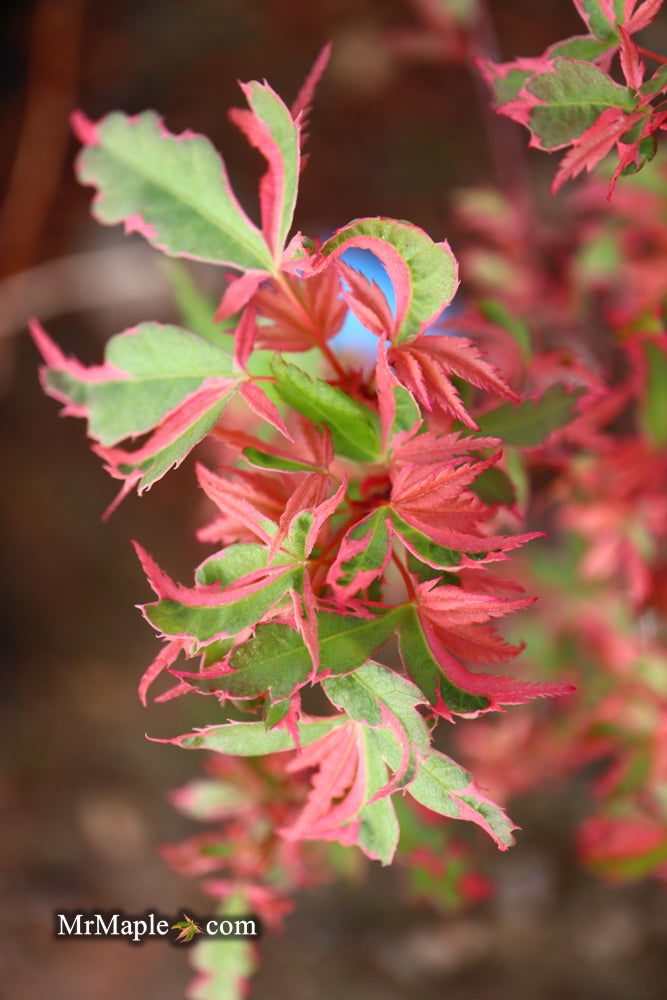 - Acer palmatum 'Mama Fu' Pink Japanese Maple - Mr Maple │ Buy Japanese Maple Trees
