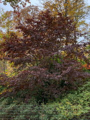 - Acer palmatum 'Margaret Bee’ Japanese Maple - Mr Maple │ Buy Japanese Maple Trees