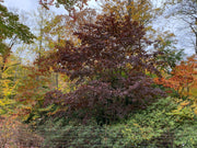 - Acer palmatum 'Margaret Bee’ Japanese Maple - Mr Maple │ Buy Japanese Maple Trees