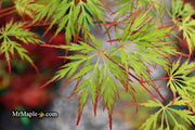 - Acer palmatum 'Marielle' Japanese Maple - Mr Maple │ Buy Japanese Maple Trees