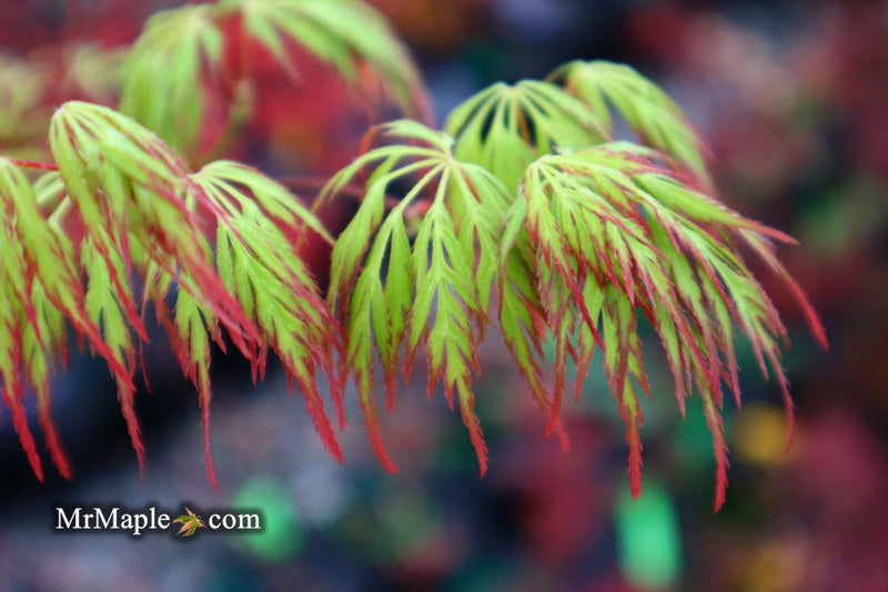 - Acer palmatum 'Marielle' Japanese Maple - Mr Maple │ Buy Japanese Maple Trees