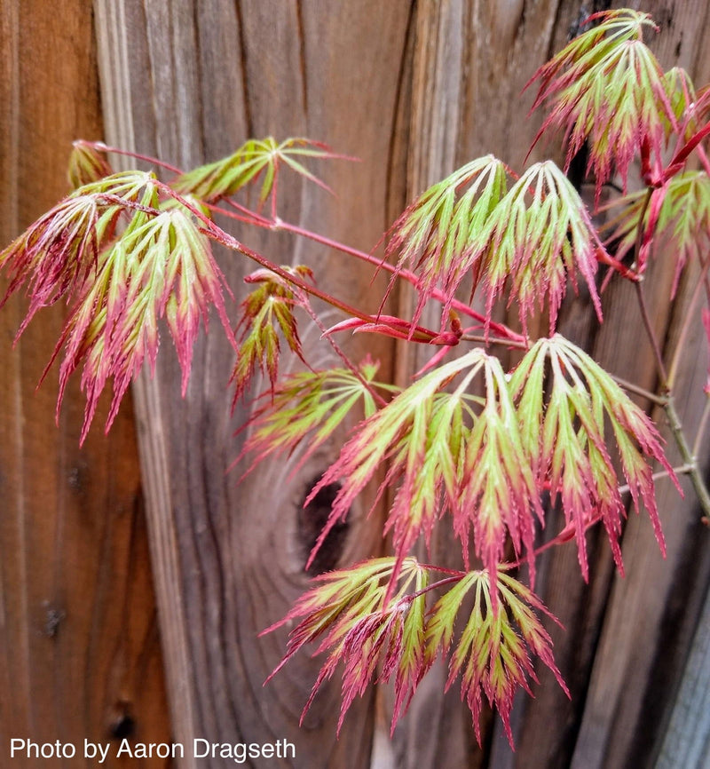 - Acer palmatum 'Marielle' Japanese Maple - Mr Maple │ Buy Japanese Maple Trees