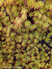 - Acer palmatum 'Marielle' Japanese Maple - Mr Maple │ Buy Japanese Maple Trees