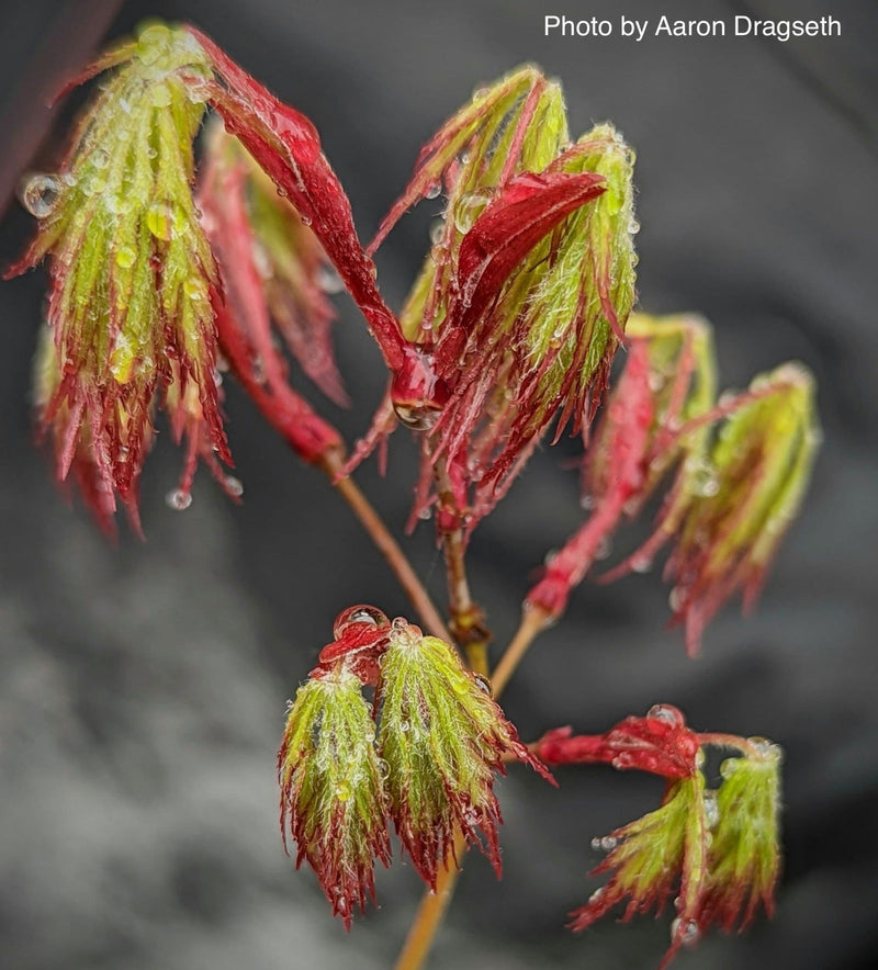 - Acer palmatum 'Marielle' Japanese Maple - Mr Maple │ Buy Japanese Maple Trees