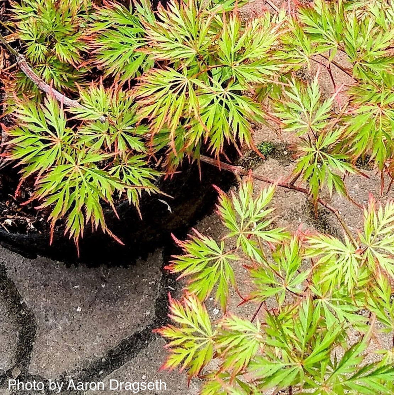- Acer palmatum 'Marielle' Japanese Maple - Mr Maple │ Buy Japanese Maple Trees