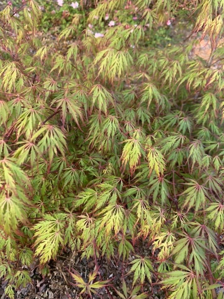 - Acer palmatum 'Marielle' Japanese Maple - Mr Maple │ Buy Japanese Maple Trees