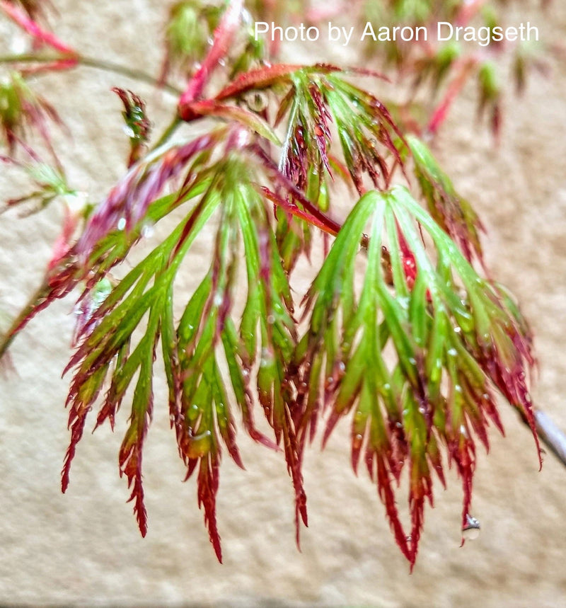 - Acer palmatum 'Marielle' Japanese Maple - Mr Maple │ Buy Japanese Maple Trees