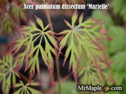 - Acer palmatum 'Marielle' Japanese Maple - Mr Maple │ Buy Japanese Maple Trees