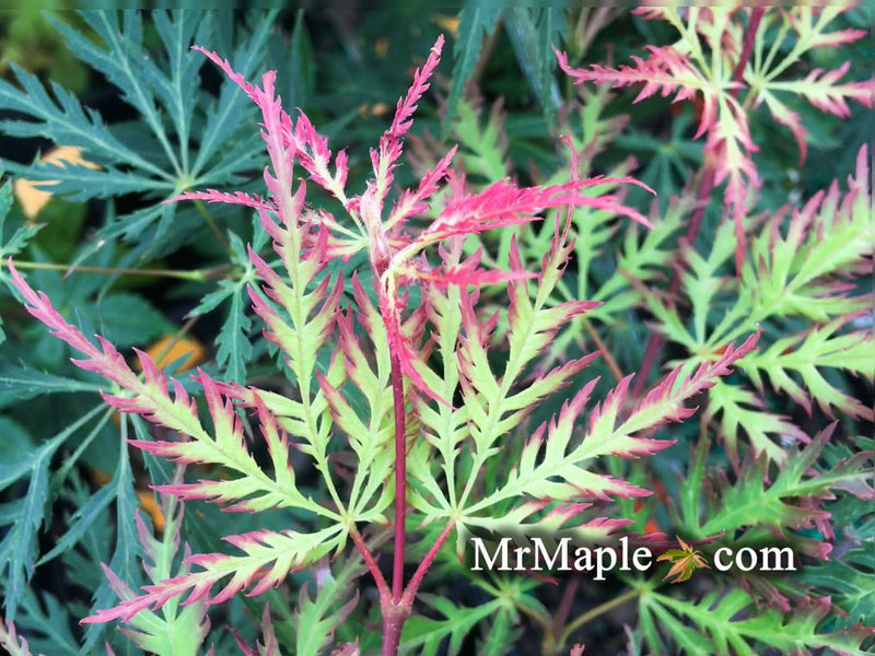 - Acer palmatum 'Marielle' Japanese Maple - Mr Maple │ Buy Japanese Maple Trees
