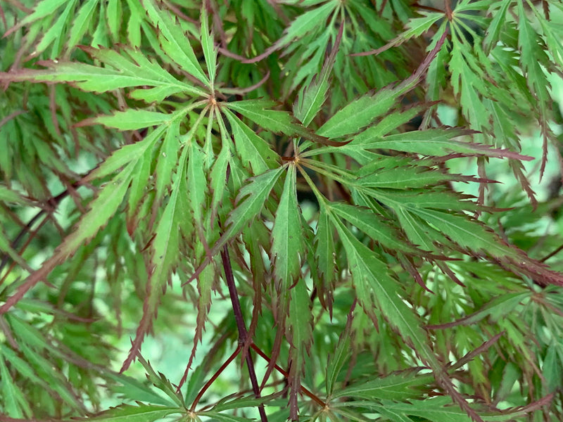 - Acer palmatum 'Marielle' Japanese Maple - Mr Maple │ Buy Japanese Maple Trees