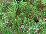 - Acer palmatum 'Marielle' Japanese Maple - Mr Maple │ Buy Japanese Maple Trees