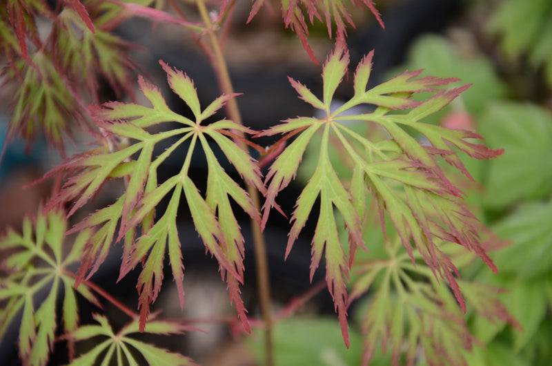 - Acer palmatum 'Marielle' Japanese Maple - Mr Maple │ Buy Japanese Maple Trees