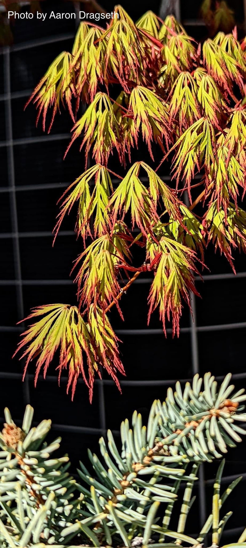 - Acer palmatum 'Marielle' Japanese Maple - Mr Maple │ Buy Japanese Maple Trees
