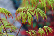 - Acer palmatum 'Marielle' Japanese Maple - Mr Maple │ Buy Japanese Maple Trees