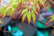 - Acer palmatum 'Marielle' Japanese Maple - Mr Maple │ Buy Japanese Maple Trees