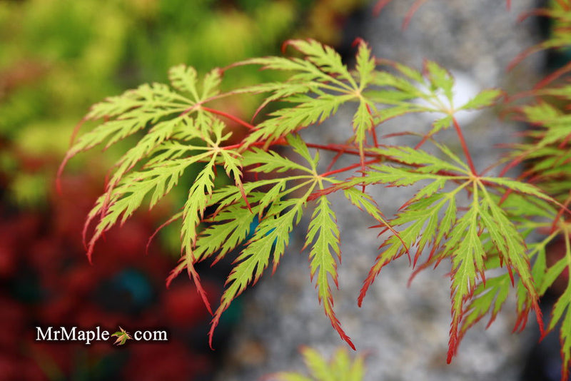 - Acer palmatum 'Marielle' Japanese Maple - Mr Maple │ Buy Japanese Maple Trees