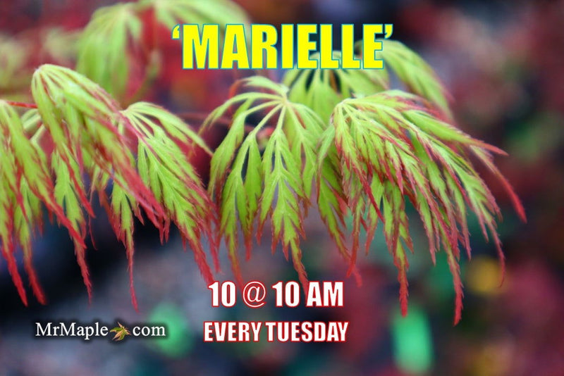- Acer palmatum 'Marielle' Japanese Maple - Mr Maple │ Buy Japanese Maple Trees