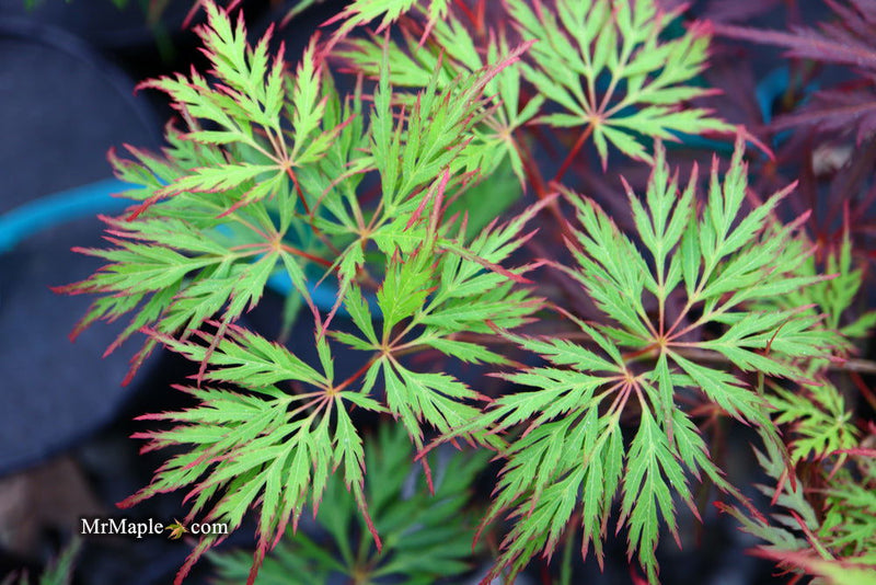 - Acer palmatum 'Marielle' Japanese Maple - Mr Maple │ Buy Japanese Maple Trees