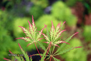 - Acer palmatum 'Marielle' Japanese Maple - Mr Maple │ Buy Japanese Maple Trees