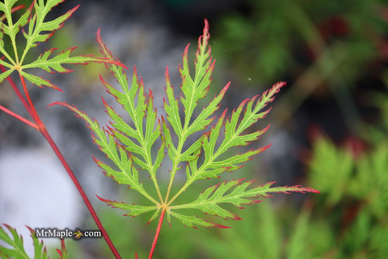 - Acer palmatum 'Marielle' Japanese Maple - Mr Maple │ Buy Japanese Maple Trees